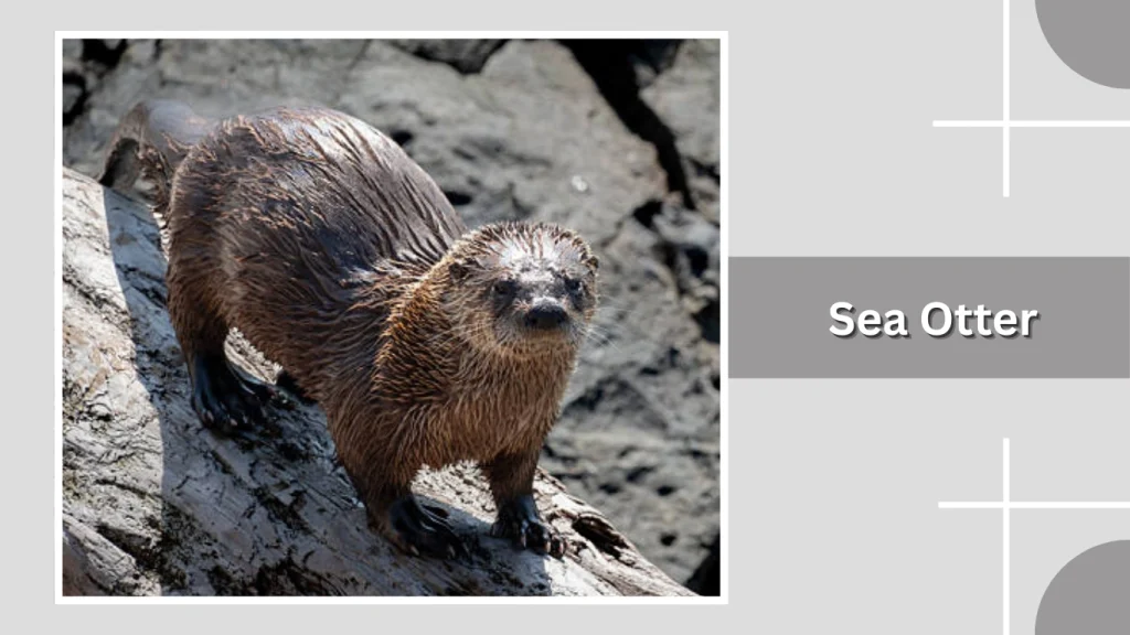 Sea Otter