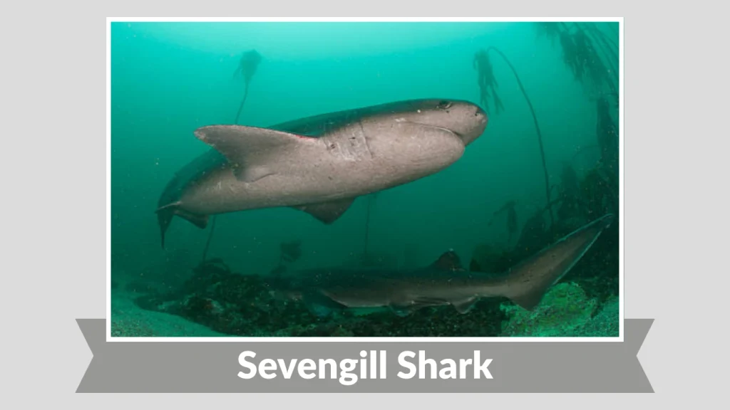 Sevengill Shark