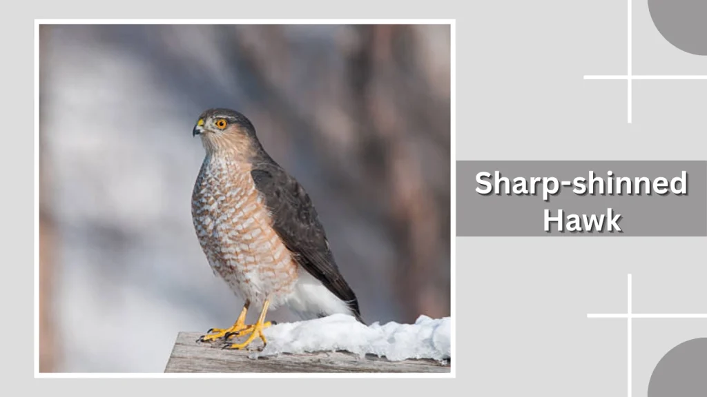 Sharp-shinned Hawk
