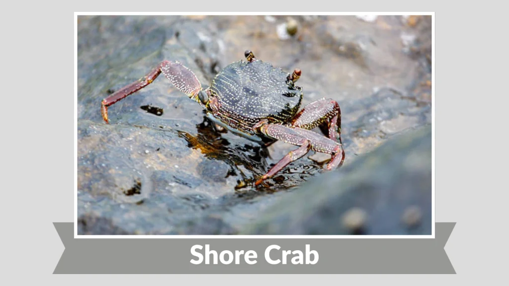 Shore Crab