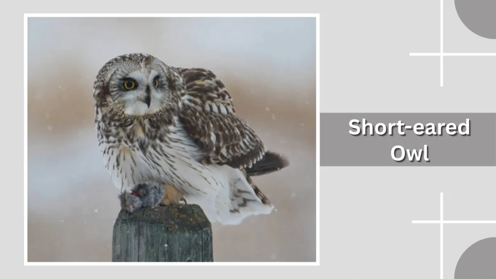 Short-eared Owl