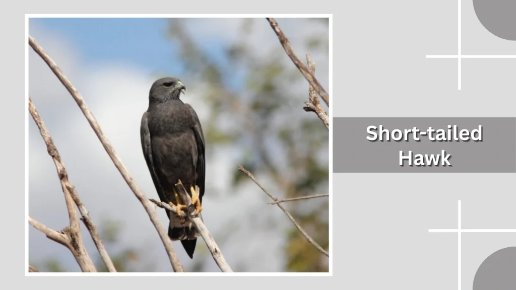 Short-tailed Hawk