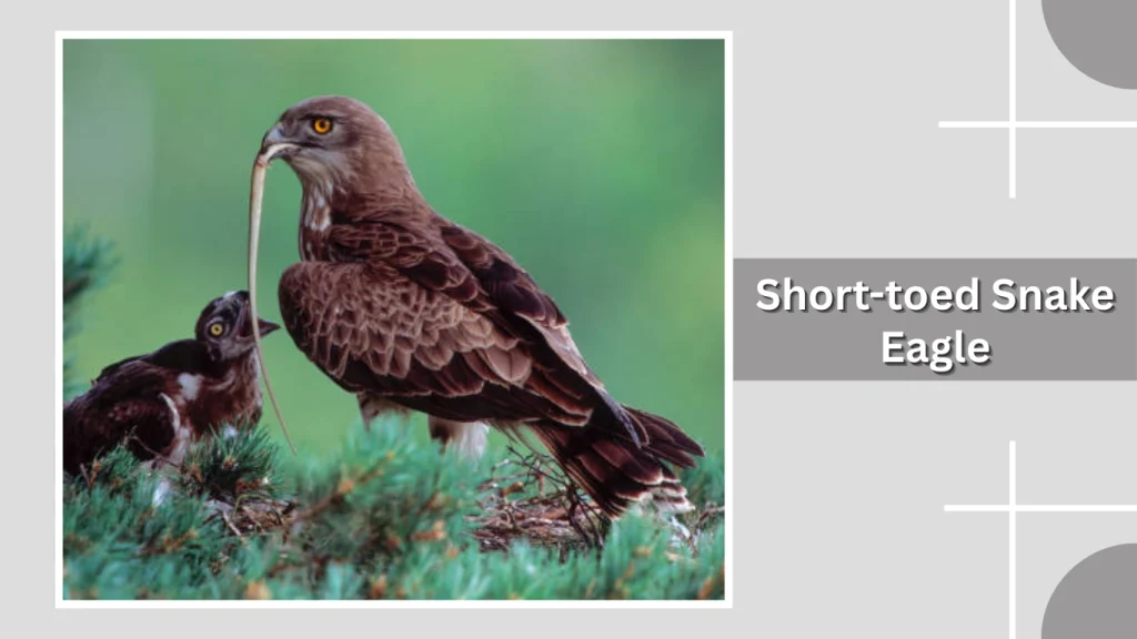 Short-toed Snake Eagle