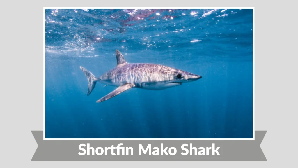 Shortfin Mako Shark
