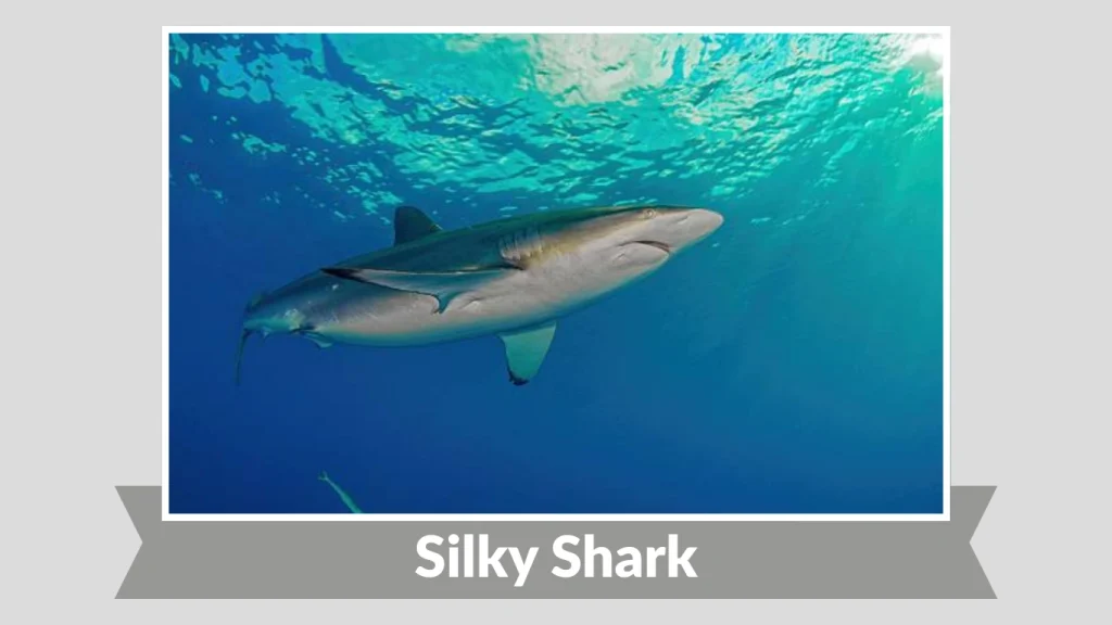 Silky Shark