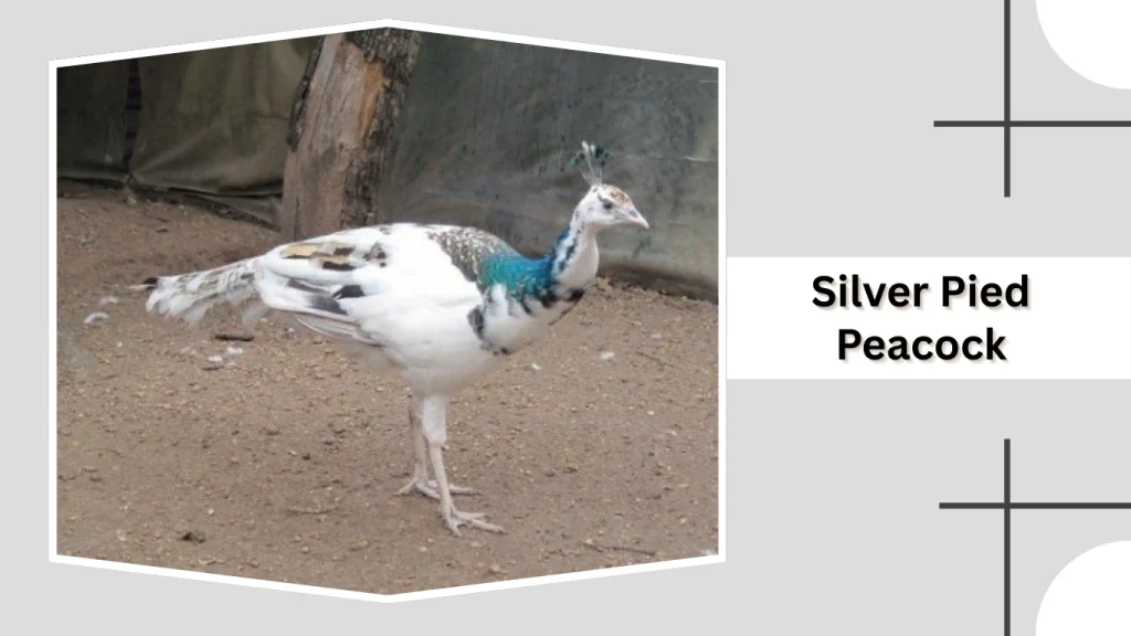 Silver Pied Peacock