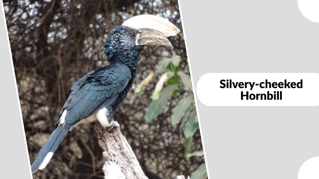 Silvery-cheeked Hornbill