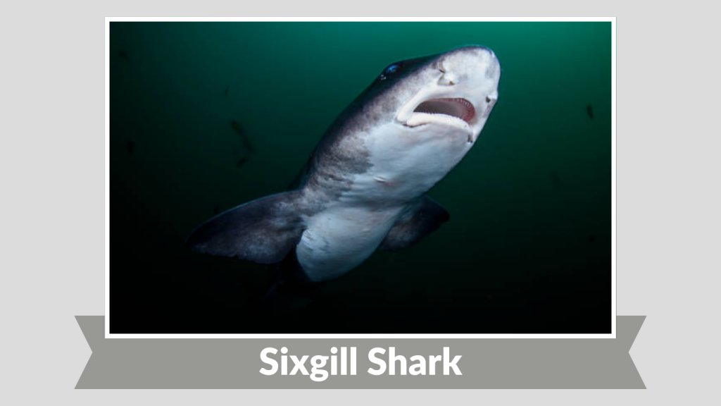 Sixgill Shark