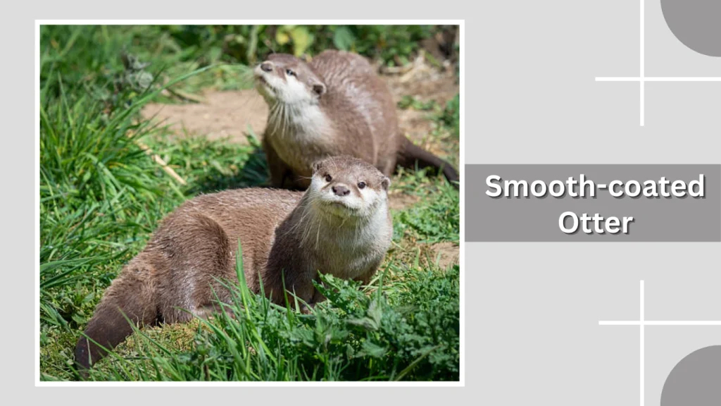 Smooth-coated Otter