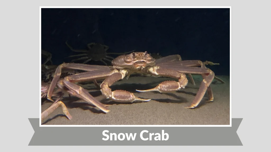 Snow Crab