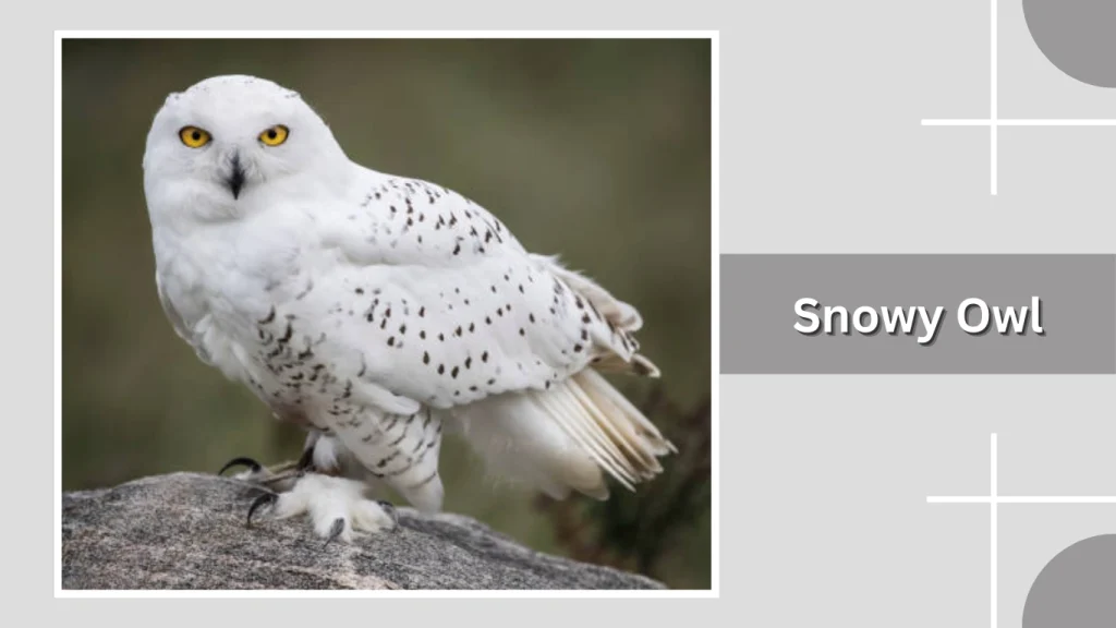 Snowy Owl