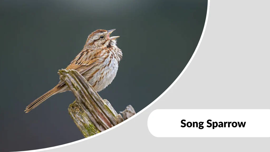 Song Sparrow