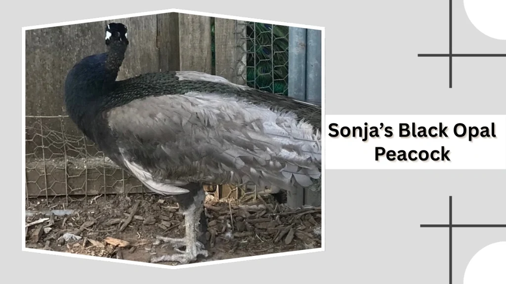 Sonja’s Black Opal Peacock