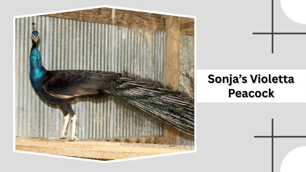 Sonja’s Violetta Peacock