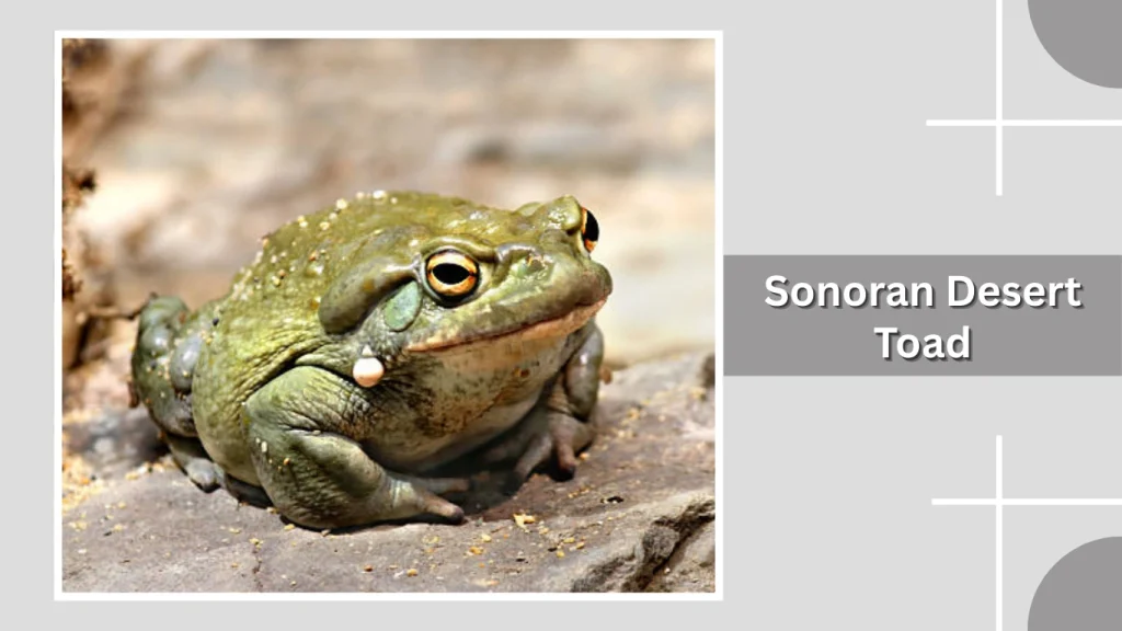 Sonoran Desert Toad