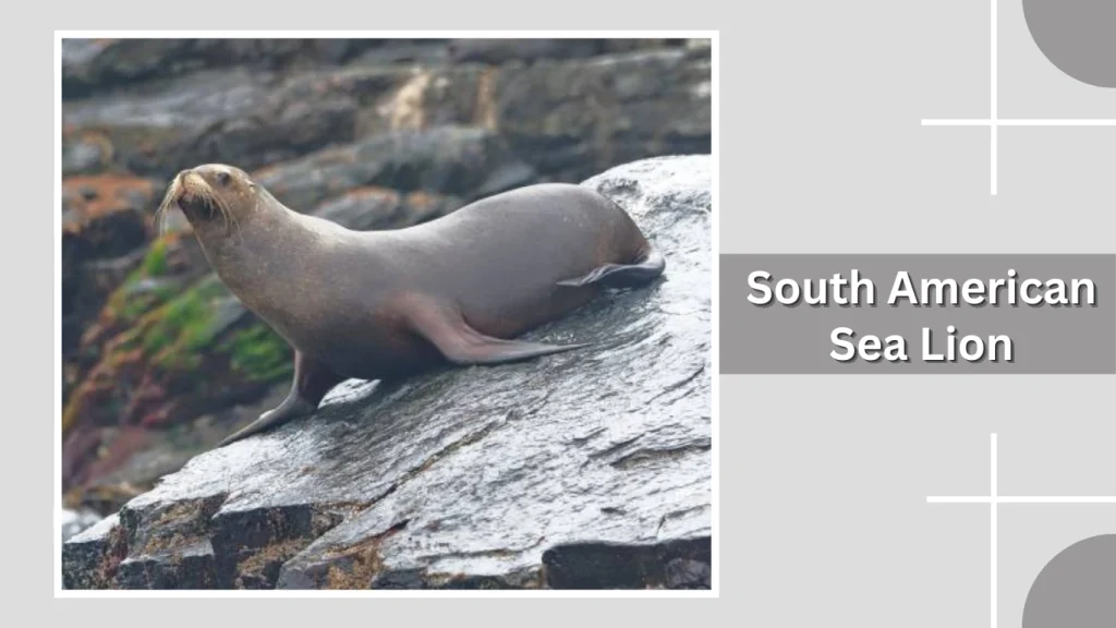 South American Sea Lion