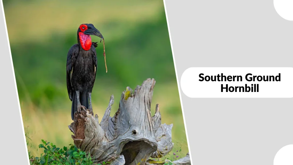 Southern Ground Hornbill