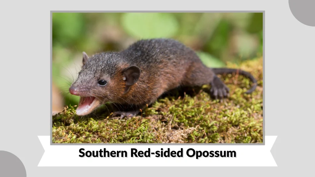 Southern Red-sided Opossum