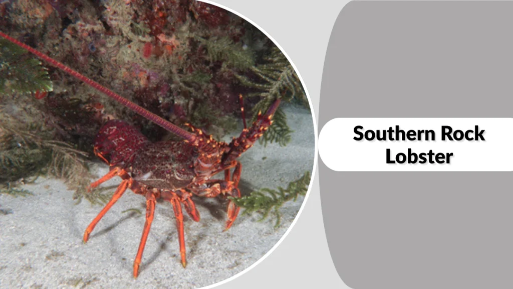 Southern Rock Lobster