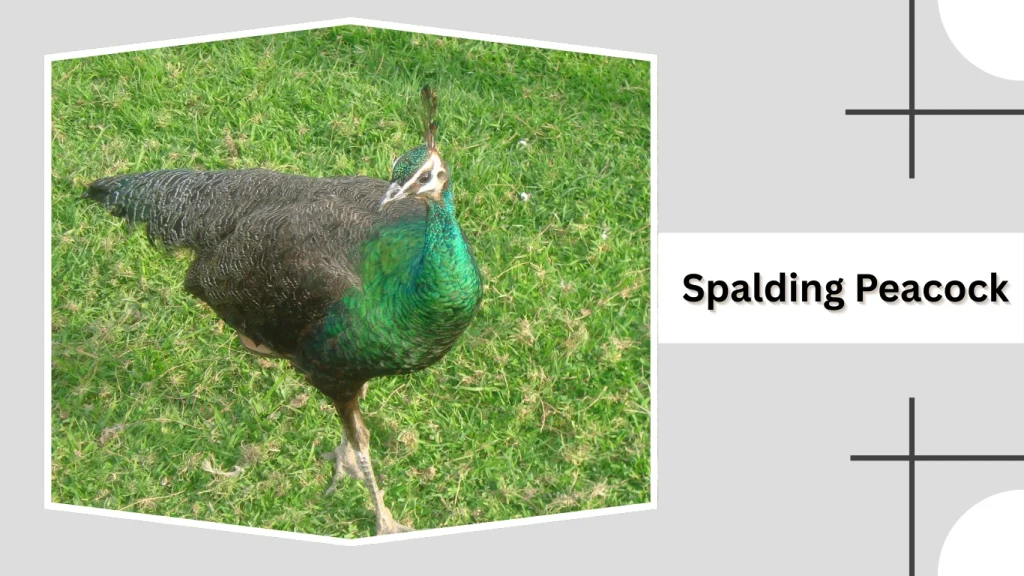 Spalding Peacock