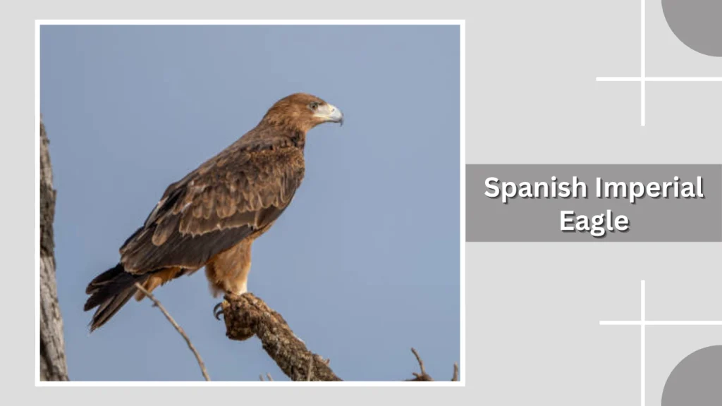 Spanish Imperial Eagle