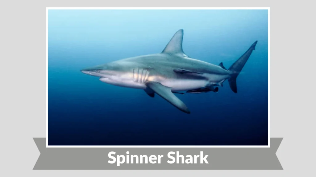 Spinner Shark