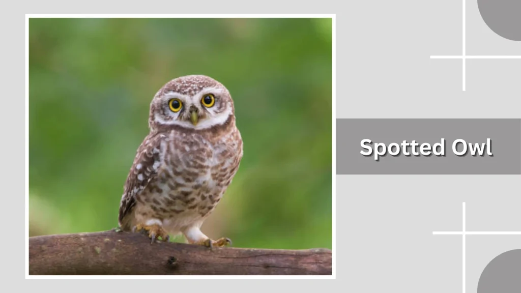 Spotted Owl