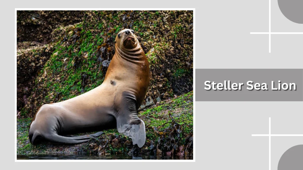 Steller Sea Lion