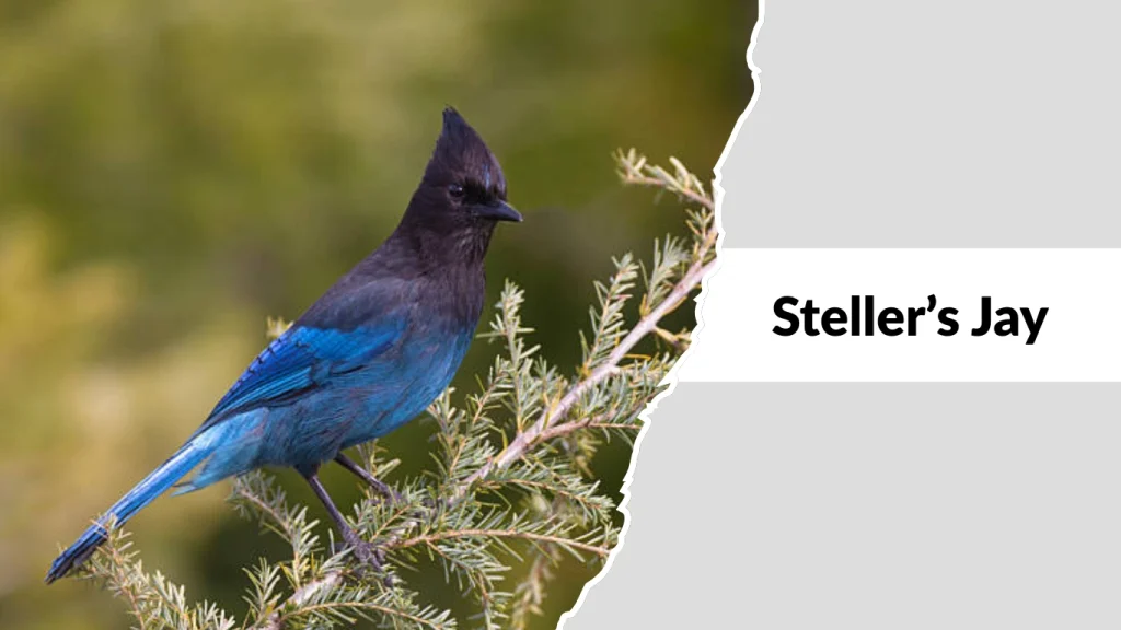 Steller’s Jay