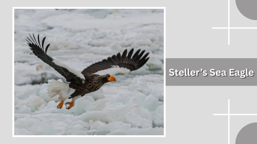 Steller’s Sea Eagle