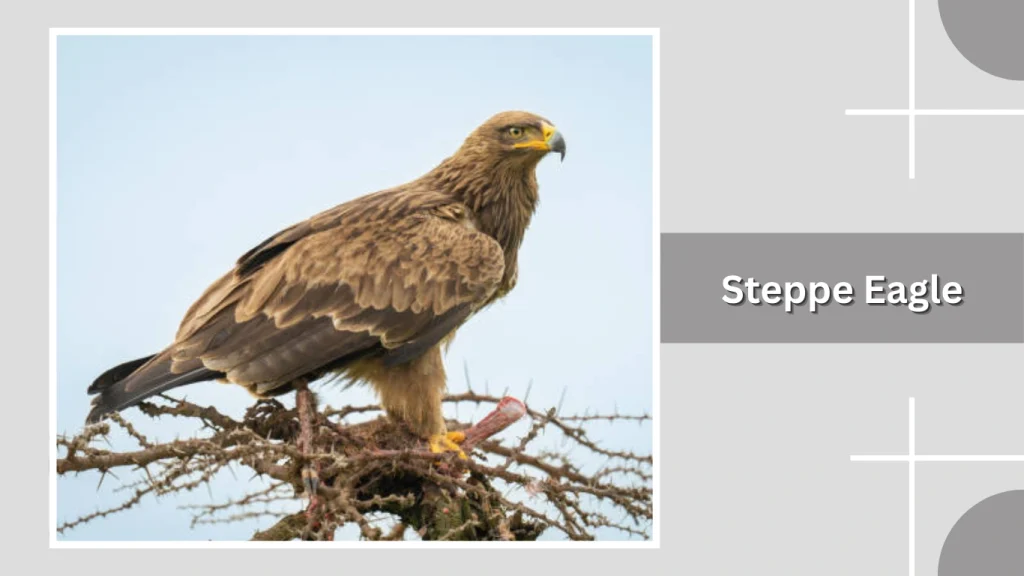 Steppe Eagle