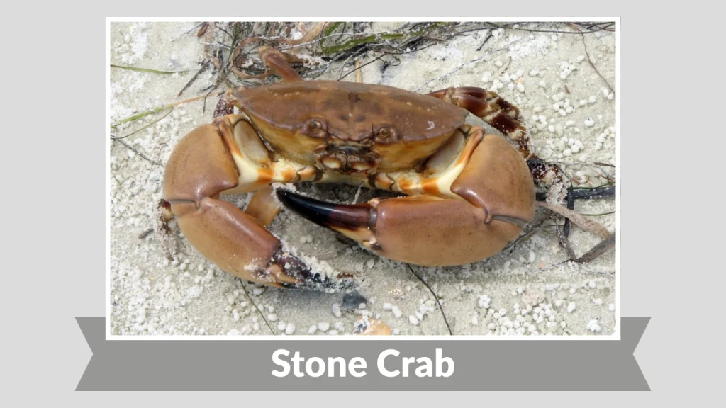 Stone Crab
