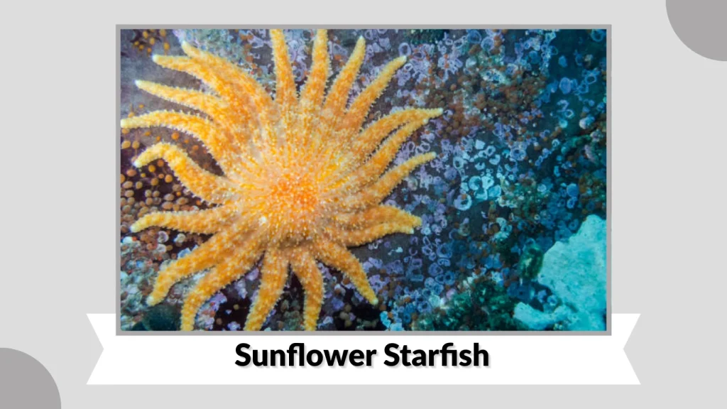 Sunflower Starfish