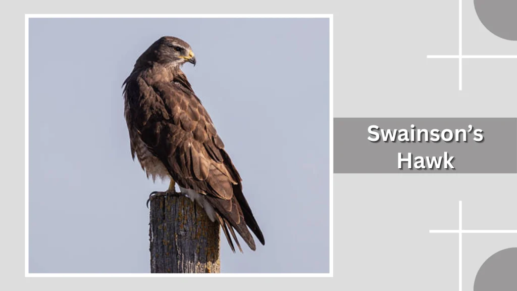 Swainson’s Hawk
