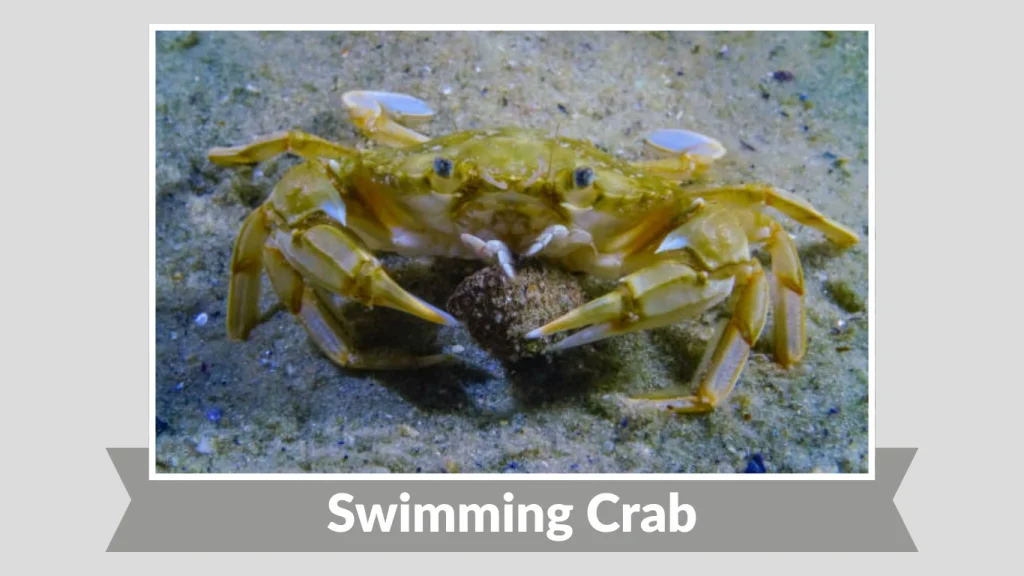 Swimming Crab