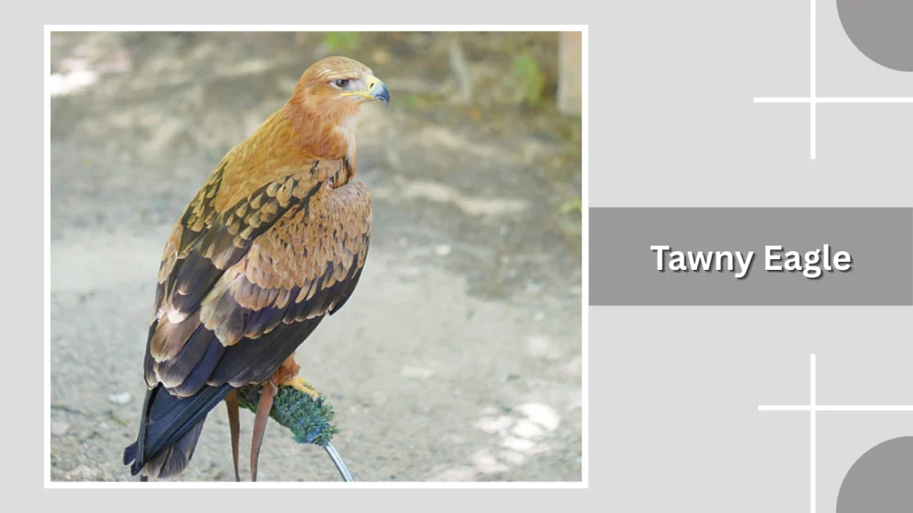 Tawny Eagle