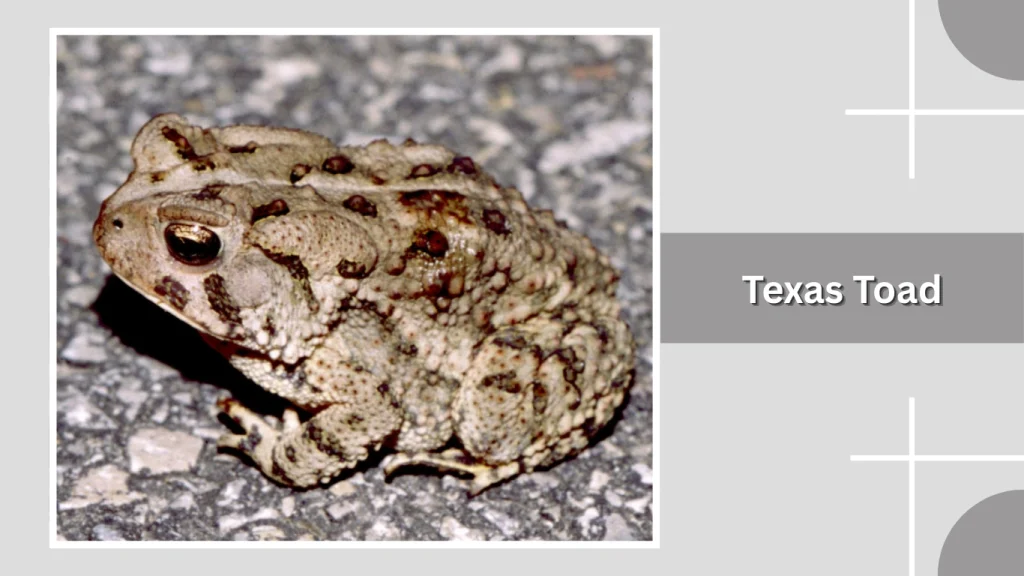 Texas Toad