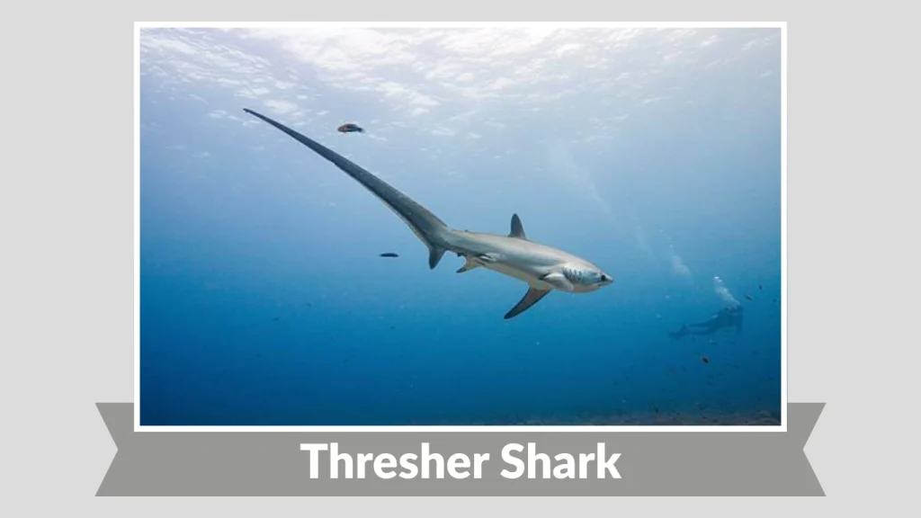 Thresher Shark