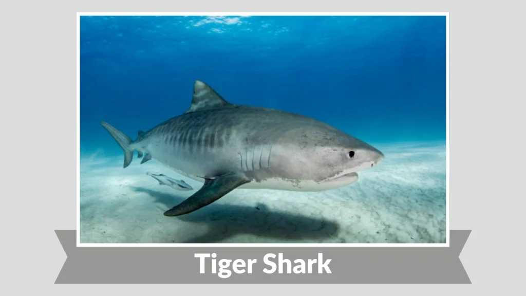 Tiger Shark