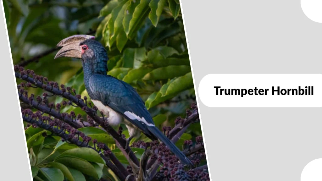 Trumpeter Hornbill