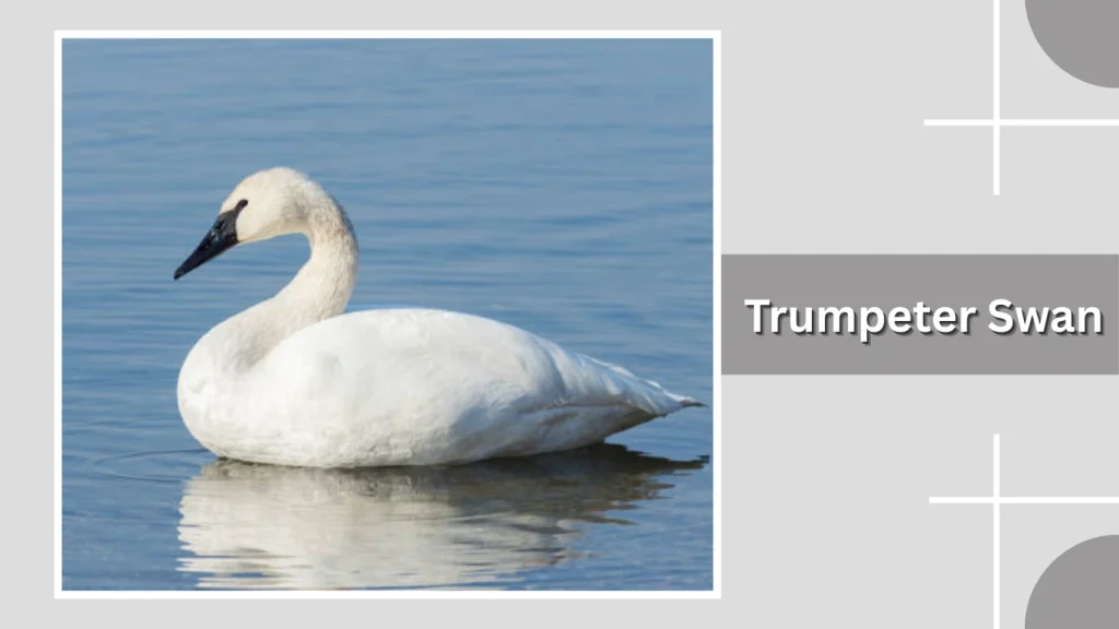 Trumpeter Swan