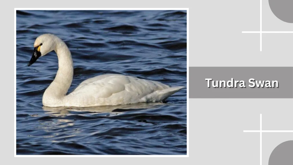 Tundra Swan