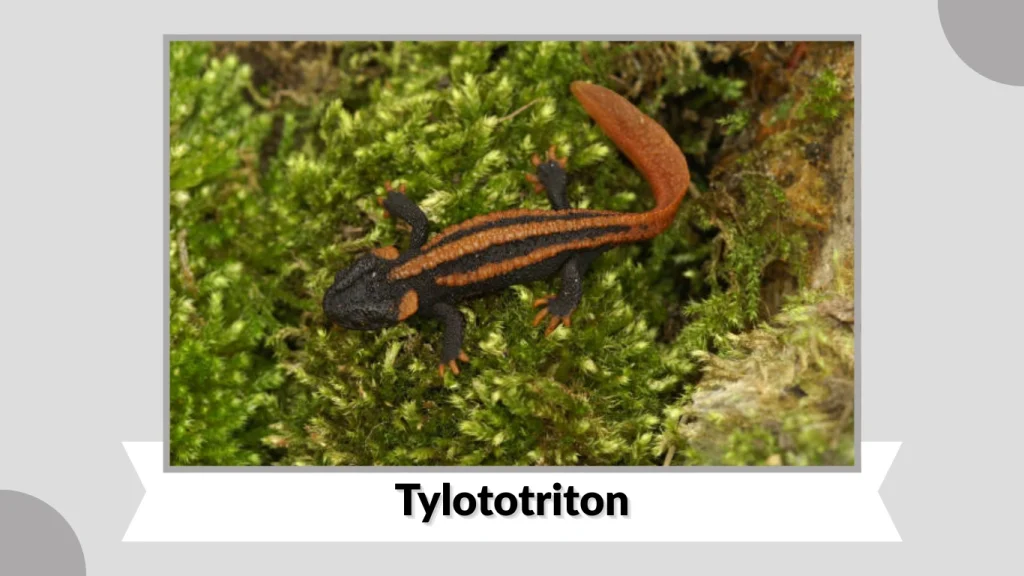 Tylototriton