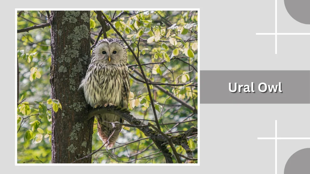 Ural Owl