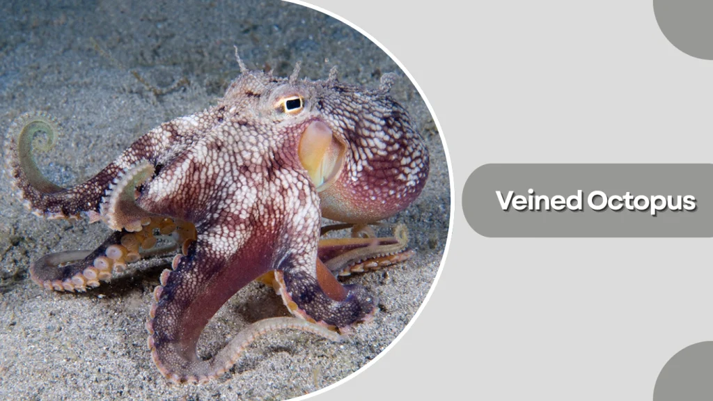 Veined Octopus