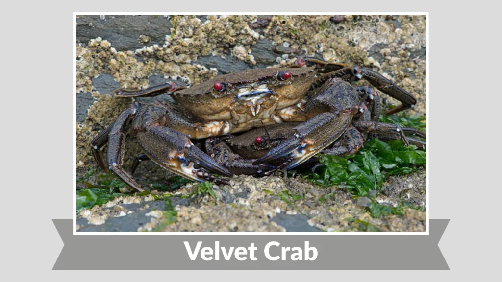 Velvet Crab