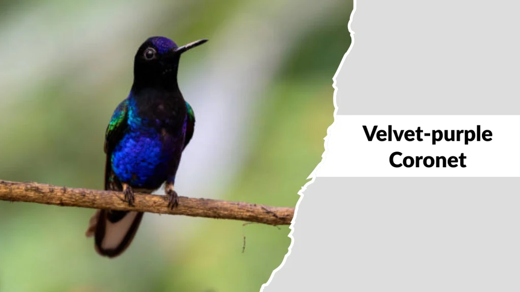 Velvet-purple Coronet