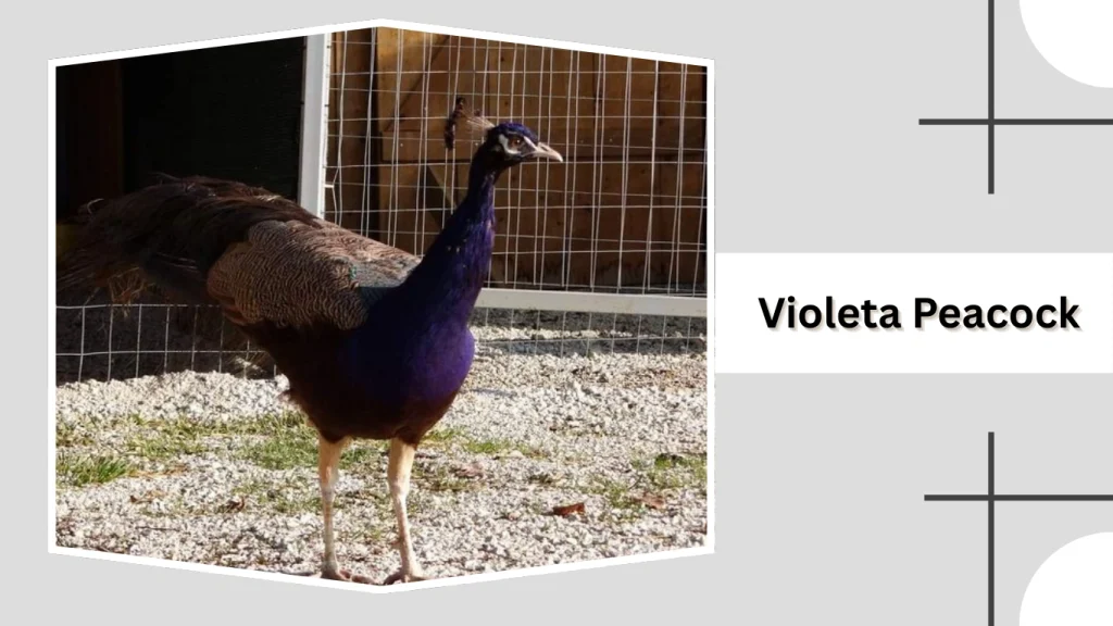 Violeta Peacock