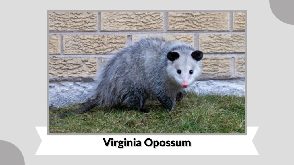 Virginia Opossum