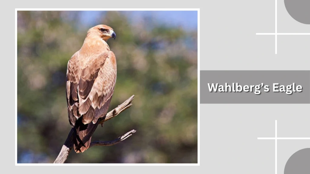 Wahlberg’s Eagle